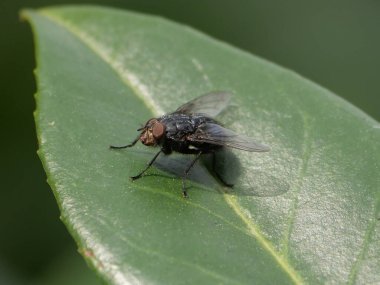 Siyah sinek yeşil yaprakta poz veriyor.