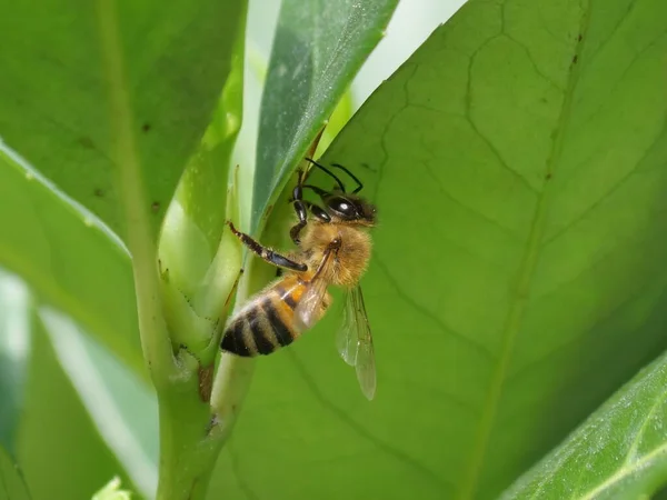 Pszczoła Stwarzająca Zielonym Liściu — Zdjęcie stockowe