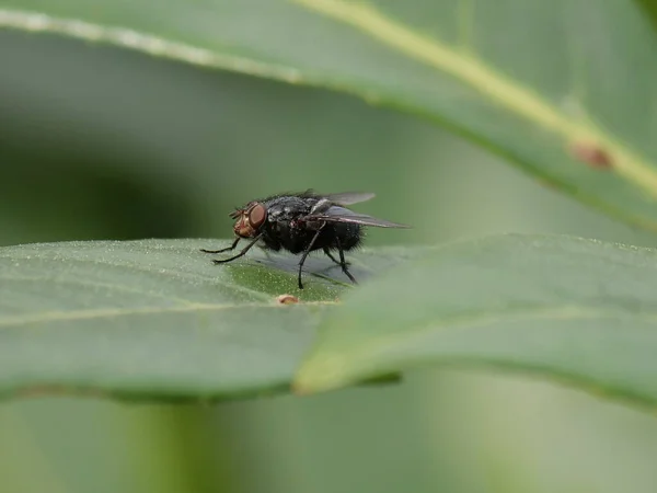 Black Fly Posing Green Leaf — Stock Photo, Image