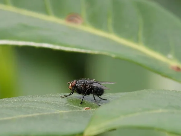 Black Fly Posing Green Leaf — Stock Photo, Image