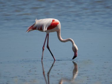 Pembe Flamingo hareket ediyor ve gölün suyuna yansıyor
