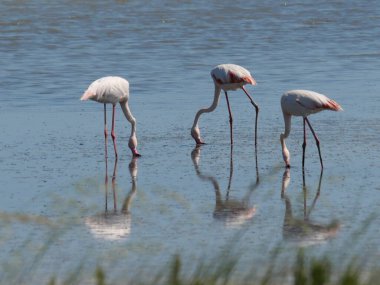 Pembe Flamingo grubu hareket ediyor ve gölün suyuna yansıyor.