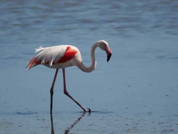 Pink Flamingo Bevæger Sig Reflekterer Vandet Lagunen - Stock-foto