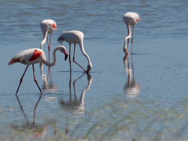 Группа Розового Фламинго Движется Отражается Воде Лагуны — стоковое фото