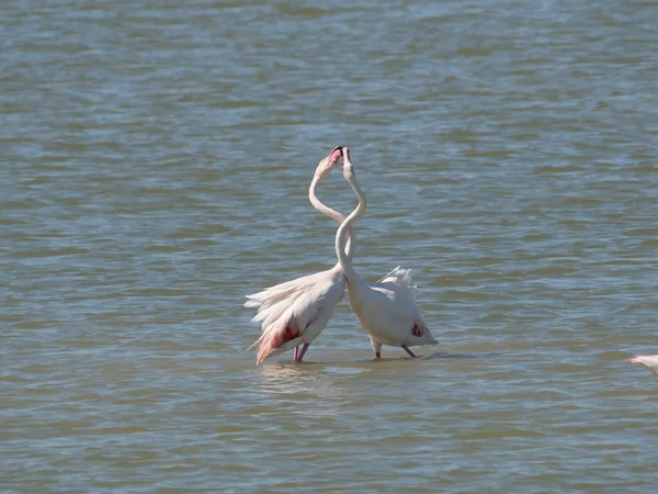Par Pink Flamingo Kæmper Med Deres Næb Vandet Lagunen - Stock-foto