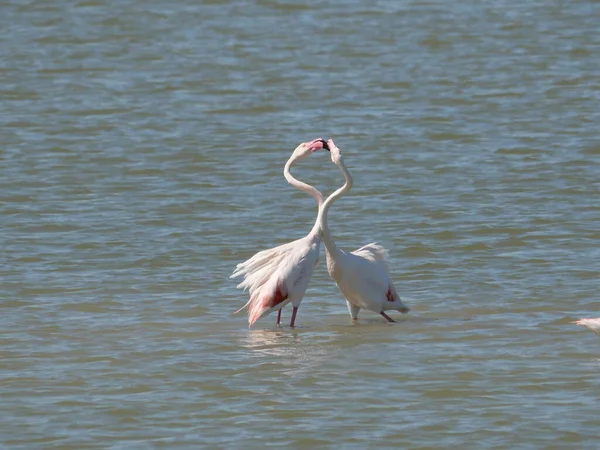 Paar Von Rosa Flamingos Kämpft Mit Dem Schnabel Wasser Der — Stockfoto