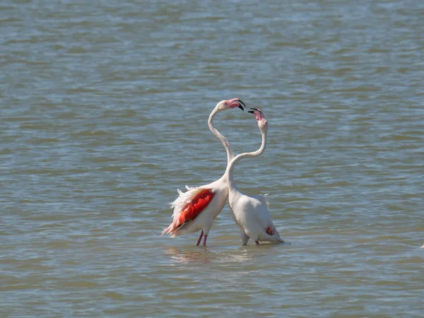 Couple Pink Flamingo Fighting Beaks Water Lagoon — Stock Photo, Image