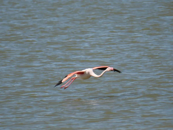 Pink Flamingo Ανοιχτά Φτερά Που Πετούν Στα Νερά Της Λιμνοθάλασσας — Φωτογραφία Αρχείου