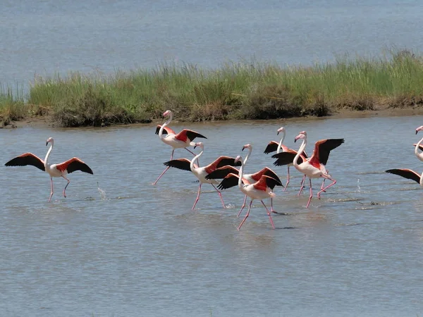 Grupo Pink Flamingo Com Asas Abertas Voar Nas Águas Lagoa — Fotografia de Stock