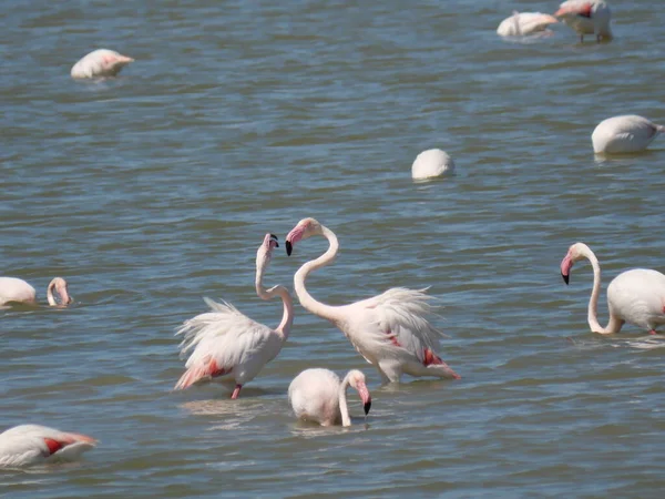 Casal Pink Flamingo Lutando Com Seus Bicos Água Lagoa — Fotografia de Stock