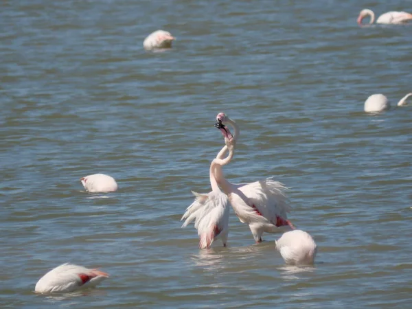 Paar Von Rosa Flamingos Kämpft Mit Dem Schnabel Wasser Der — Stockfoto