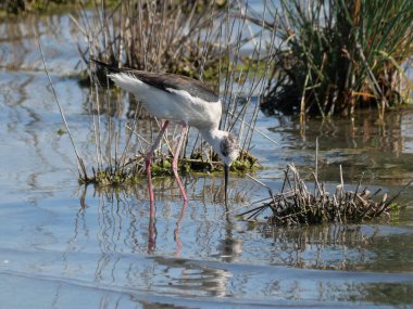 Kara kanatlı stil lagünün bitkileri arasında hareket ediyor.