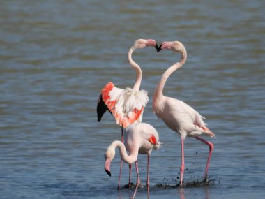 Bir çift Pembe Flamingo gagalarıyla ve gölün sularında açık kanatlarıyla savaşıyor.