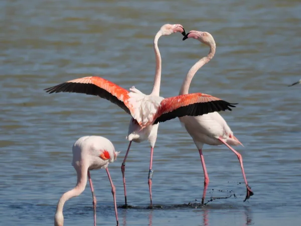 Bir Çift Pembe Flamingo Gagalarıyla Gölün Sularında Açık Kanatlarıyla Savaşıyor — Stok fotoğraf