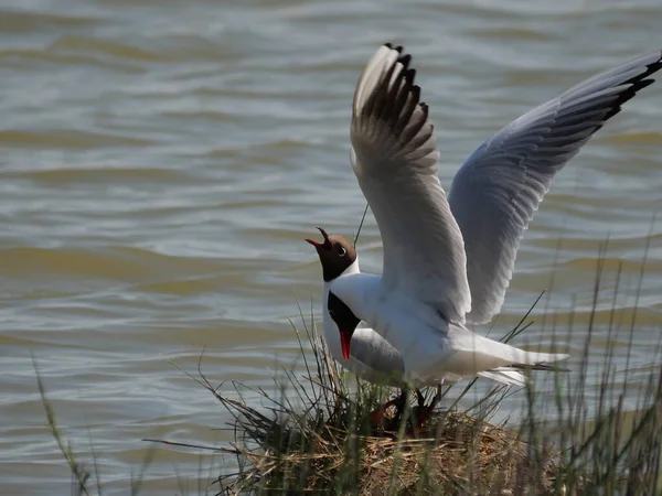 Pareja Gaviotas Defendiendo Nido Paja Laguna —  Fotos de Stock