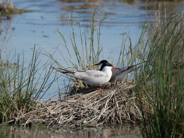 Ζευγάρι Αρκτικών Tern Υπερασπίζεται Την Αχυρένια Φωλιά Στη Λιμνοθάλασσα — Φωτογραφία Αρχείου