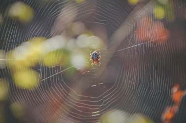 Örümcek ormanın arka planında bir ağda oturur.