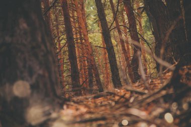 Çam ormanı sıcak yaz mevsiminde