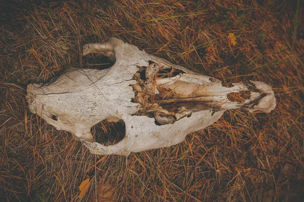 Horse Skull Lies Dry Grass — Stock Photo, Image