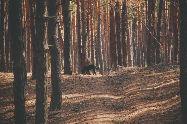 Черная Собака Гуляет Летнему Сосновому Лесу — стоковое фото