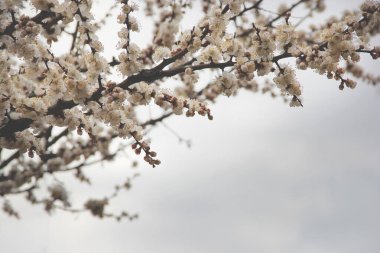 Yağmurlu gökyüzünün arka planında çiçek açan kayısı dalları, gri arka planda sarı kamışlı beyaz çiçekler.