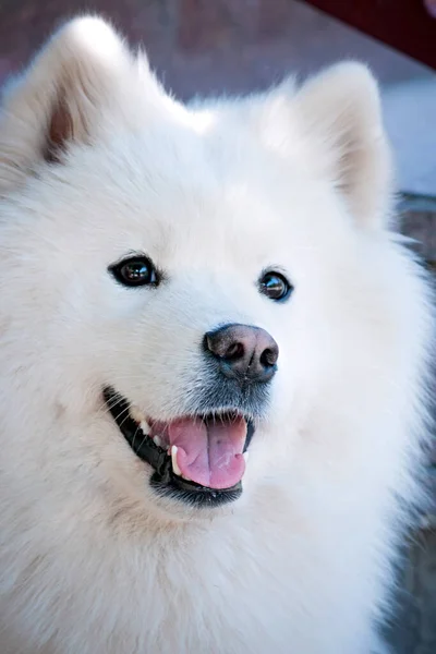 Retrato Una Hermosa Cáscara Blanca Sonriente —  Fotos de Stock