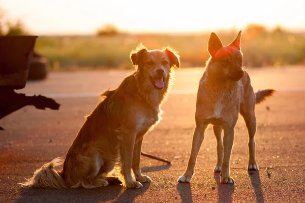 Dwa Przyjazne Psy Tle Zachodu Słońca Asfaltowej Drodze Czują Się — Zdjęcie stockowe