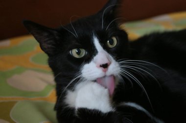 Kalın siyah beyaz kedi, yatakta yeni bir çarşafın üzerinde yatıyor.