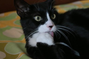 Kalın siyah beyaz kedi, yatakta yeni bir çarşafın üzerinde yatıyor.