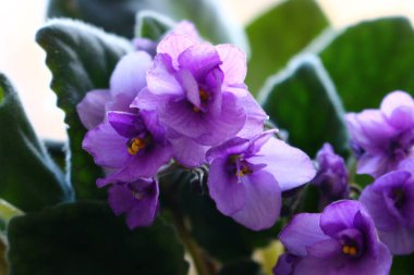 Tencerede leylak rengi menekşeler