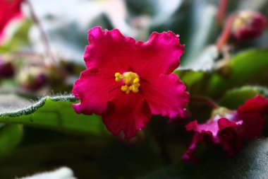 Burgundy menekşelerinin saksıdaki çiçeği