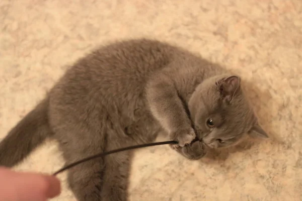 İngiliz soyundan gri kedi yavrusu — Stok fotoğraf