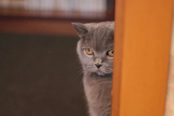 İngiliz soyundan gri kedi yavrusu — Stok fotoğraf