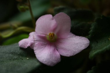Vahşi menekşeler dairenin penceresinde soluk pembe bir renktir.