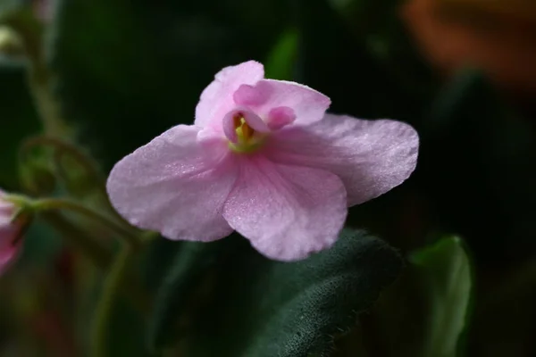 Wild violets are a pale pink color on the window of the apartment — Stock Photo, Image