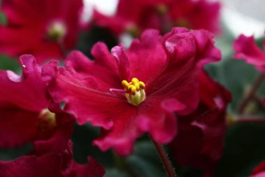 Dairenin penceresinde mor menekşe rengi