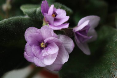 Vahşi menekşeler dairenin penceresinde soluk pembe bir renktir.