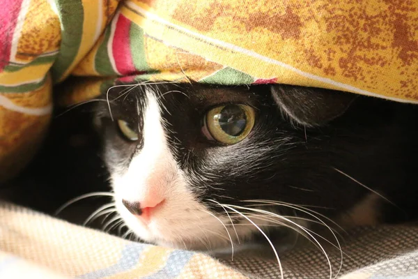 Η ασπρόμαυρη γάτα κρυβόταν κάτω από την κουβέρτα.. — Φωτογραφία Αρχείου