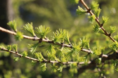 Genç köknar iğneleri dalda.