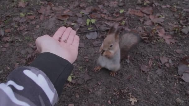 Ein Tapferes Eichhörnchen Frisst Nüsse Aus Der Hand — Stockvideo