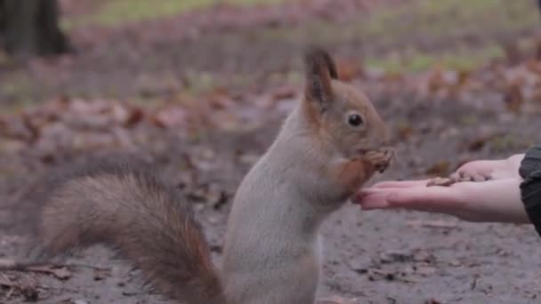 Beautiful Squirrel Eating Nuts Hands — Stock Video