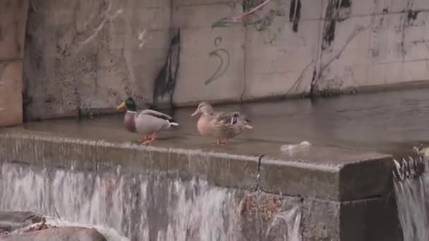 Los Patos Caminan Sobre Agua Que Fluye Arco — Vídeos de Stock