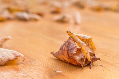 Masada sonbahar yaprakları
