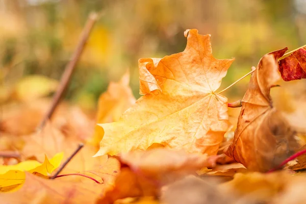 Folhas de outono no parque — Fotografia de Stock