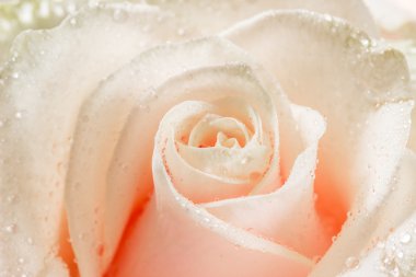 Güzel pembe gül, yakın çekim.