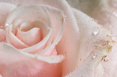 Pembe Gül yakın çekim düğün arka plan olarak kullanabilirsiniz