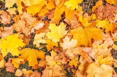 Sonbahar yapraklarının renkli arkaplanı