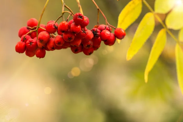 Горобина berriesin в Осінній Парк. — стокове фото