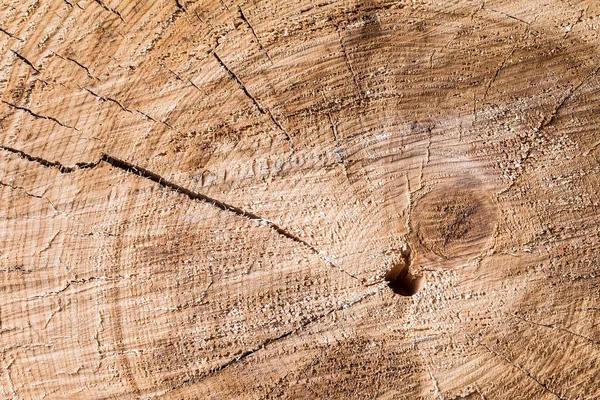 Starý strom pařez textury pozadí — Stock fotografie
