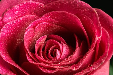 Çiğ damlaları ile portre tek kırmızı gül 